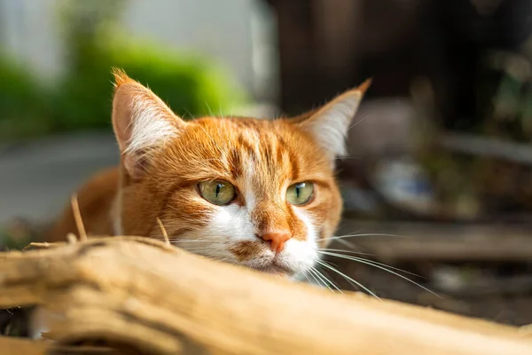 看到威胁的猫正准备跳起来 猫的情绪也在逼近 可爱的红白猫 — 图库照片