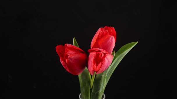 Laleler Parlak Kırmızı Çizgili Lalelerin Zamanlaması Siyah Arkaplanda Çiçek Açıyor — Stok video