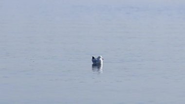 Martı yüzeyi ayna su yüzeyinde yüzer. Rahatla doğa arka planı. Güneşli sonbahar sabahı 