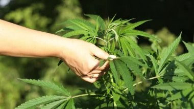 Kadın, kenevir yapraklarının yüzeyine nazikçe dokunuyor. Güneşli yaz akşamları. Esrar bitkileri altın yaz ışığında kapanıyor, marihuana arka planında..