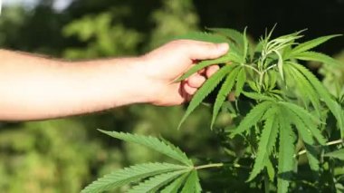 Güneşli yaz akşamında erkek eli bahçede kenevire dokunuyor. Kenevir bitkisi altın yaz ışığında kapanıyor, marihuana arka planında