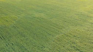 Gün batımında ayçiçeği tarlasında uçan dron. İnsansız hava aracı tarım ayçiçeği tarlasının üzerinde uçuyor. Bir buğday tarlasının güzel yaz manzarası. Çiftliğin güneş çiçeği tarlasının üst görüntüsü.