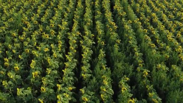 Drone Volando Sobre Campo Girasoles Flor Durante Atardecer Drone Vuela — Vídeo de stock