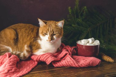 Noel tatili kompozisyonu, marşmelovlu kahve ve siyah ahşap arka plan masasında kırmızı beyaz kedi. Pandemik bir konsept sırasında evde kutlama.