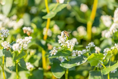 Arı, karabuğday infloresanslarında nektar ve polen toplar. Tarım tarlasında güneşli yaz gündoğumu zamanı.