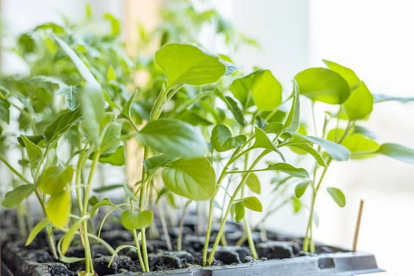 Pencere kenarında genç patlıcan fideleri. Güneşli bir gün, sığ bir alan, biyolojik olarak saf bir ürün yetiştirme kavramı.