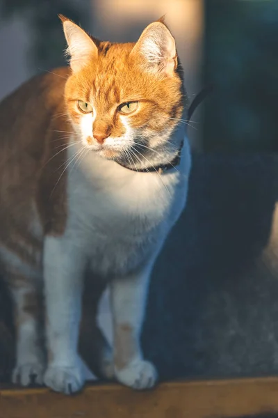 肖像画截下了一只滑稽的红白相间的猫 美丽的黄昏阳光 — 图库照片