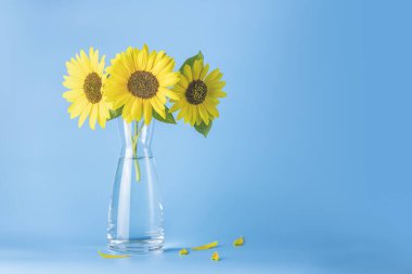 Açık mavi arka planda cam vazoda bir buket taze ayçiçeği. Sahada yüzeysel derinlik, alanı kopyala.