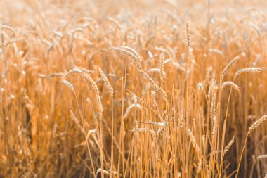 Buğday Çavdar Tarlası, Buğday Kulakları. Hasat ve hasat konsepti. Yaz sabahının geç saatlerinde tarlada olgun arpa, gündoğumu arka ışık, tarlanın sığ derinliği