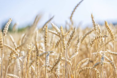 Buğday Çavdar Tarlası, Buğday Kulakları. Hasat ve hasat konsepti. Yaz sabahının geç saatlerinde tarlada olgun arpa, gündoğumu arka ışık, tarlanın sığ derinliği