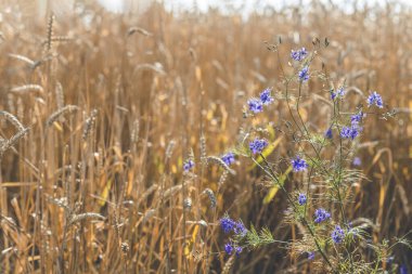 Buğday tarlasının tarımsal parçalı manzarası. Olgun buğday ve kır çiçekleri yakın çekim. Yüzeyin derinliği. Güzel gün doğumu zamanı