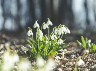 Bahar ormanındaki güzel kardamlaları. Yumuşak bahar çiçekleri ve su damlaları. Isınma habercileri baharın gelişini simgeliyor. Çiçekli bahar ormanının manzarası..