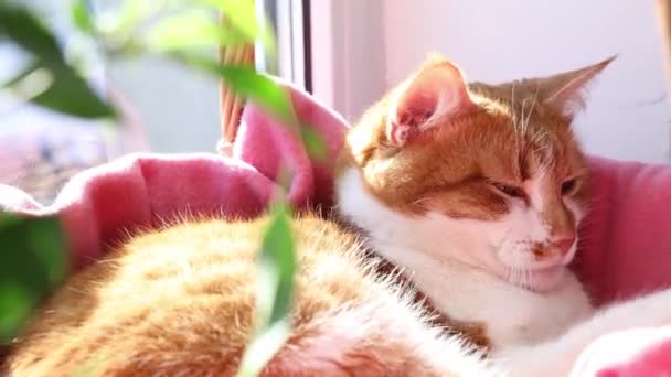 Morning Sunlight Relaxing Red Cat Cute Funny Red White Cat — Stock Video