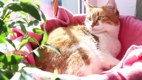 Morgensonne Auf Der Entspannten Roten Katze Niedliche Lustige Rot Weiße — Stockvideo