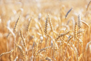 Buğday Çavdar Tarlası, Buğday Kulakları. Hasat ve hasat konsepti. Yaz sabahının geç saatlerinde tarlada olgun arpa, gündoğumu arka ışık, tarlanın sığ derinliği
