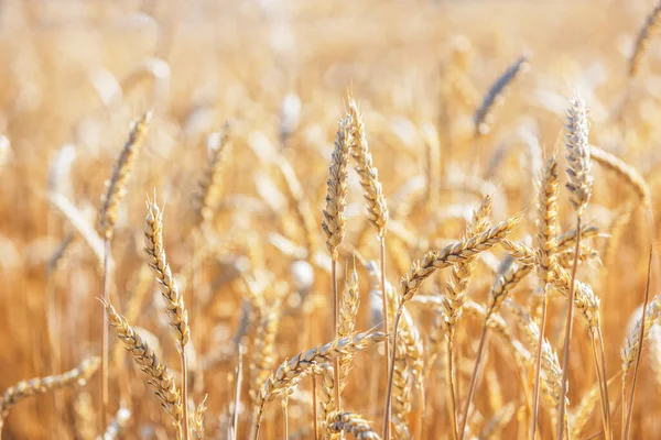Buğday Çavdar Tarlası, Buğday Kulakları. Hasat ve hasat konsepti. Yaz sabahının geç saatlerinde tarlada olgun arpa, gündoğumu arka ışık, tarlanın sığ derinliği