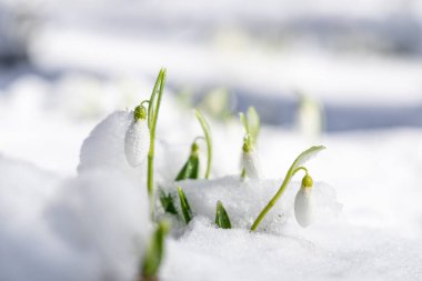Bahar ormanında karla kaplı beyaz kar damlalarının üzerinde gün doğumu gün batımı ışığı. Fotokopi alanı olan güzel bir bahar arkaplanı. Anneler Günü için tatil kartı, Sevgililer Günü, Paskalya