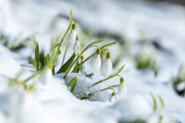 Bahar ormanında karla kaplı beyaz kar damlalarının üzerinde gün doğumu gün batımı ışığı. Fotokopi alanı olan güzel bir bahar arkaplanı. Anneler Günü için tatil kartı, Sevgililer Günü, Paskalya