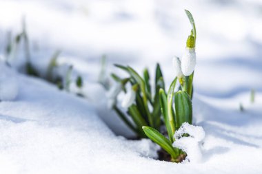 Bahar ormanında karla kaplı beyaz kar damlalarının üzerinde gün doğumu gün batımı ışığı. Fotokopi alanı olan güzel bir bahar arkaplanı. Anneler Günü için tatil kartı, Sevgililer Günü, Paskalya