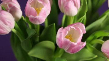 Parlak pembe renkli laleler çiçek açıyor. Bayram buketi mor arka planda daireler çiziyor. 4K video daire içinde dönüyor.