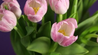 Parlak pembe renkli laleler çiçek açıyor. Bayram buketi mor arka planda daireler çiziyor. 4K video daire içinde dönüyor.