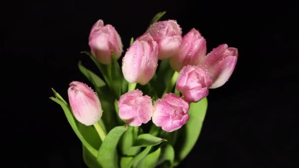Čas Vypršel Jasně Růžové Bílé Barevné Tulipány Květy Kvetoucí Tmavém — Stock video