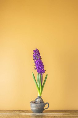 Parlak kırmızı bordo renkli sümbül çiçekleri açıyor. Tatil buketi.