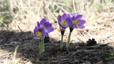 Mor tüylü, güzel bir çiçek. Doğulu Pulsatilla pasqueflower 'ın patentini alıyor. Doğu pasqueflower, çayır kruvazörü, hafif esintide su damlatan yaprak şakayığı. Sığ alan derinliği