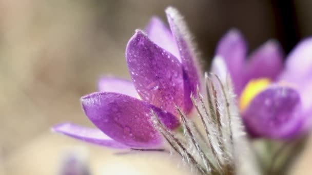 Όμορφο Μωβ Χνουδωτό Λουλούδι Oriental Pulsatilla Patens Pasqueflower Ανατολικά Pasqueflower — Αρχείο Βίντεο