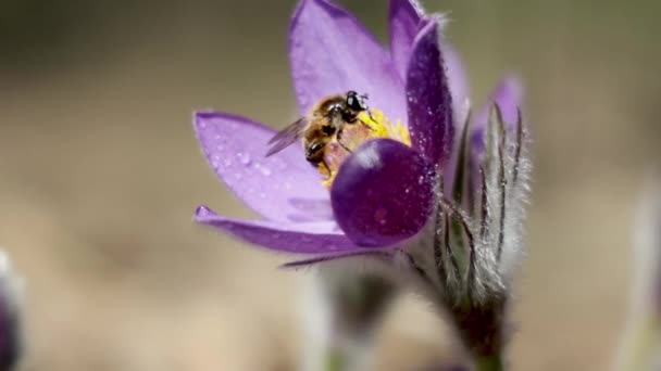 美しい紫色のふわふわの花オリエンタル プラッサッラ パテンの花 東部のスズメバチの花 草原の群生 光の風に水滴と切り葉のアネモネ フィールドの浅い深さ — ストック動画