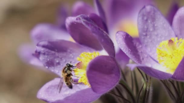 Piękny Fioletowy Puszysty Kwiat Oriental Pulsatilla Patens Pasqueflower Wschodni Pasqueflower — Wideo stockowe