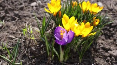 Bal arıları Crocus Blossom 'dan polen topluyor. Güneşli bir günde sarı timsah ve arı. Çok renkli güzel çiçekleri olan timsahlar. Baharın en güzel çiçekleri