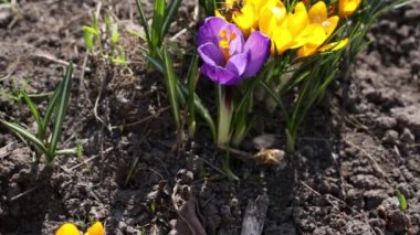 Bal arıları Crocus Blossom 'dan polen topluyor. Güneşli bir günde sarı timsah ve arı. Çok renkli güzel çiçekleri olan timsahlar. Baharın en güzel çiçekleri