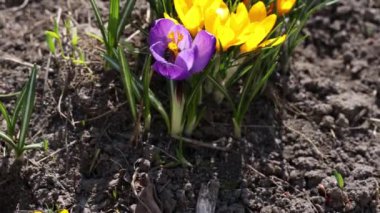 Bal arıları Crocus Blossom 'dan polen topluyor. Güneşli bir günde sarı timsah ve arı. Çok renkli güzel çiçekleri olan timsahlar. Baharın en güzel çiçekleri