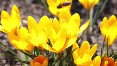 Bal arıları Crocus Blossom 'dan polen topluyor. Güneşli bir günde sarı timsah ve arı. Çok renkli güzel çiçekleri olan timsahlar. Baharın en güzel çiçekleri