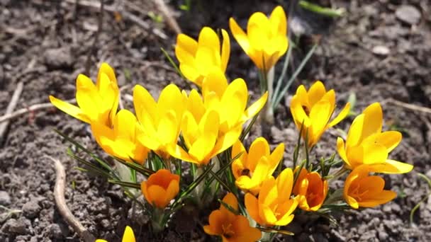 クロッカスの花から花粉を集めるミツバチ 晴れた日には黄色のクルーズと蜂 美しい花が多色で群生します 春の最も美しい花 — ストック動画