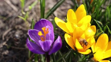 Bal arıları Crocus Blossom 'dan polen topluyor. Güneşli bir günde sarı timsah ve arı. Çok renkli güzel çiçekleri olan timsahlar. Baharın en güzel çiçekleri
