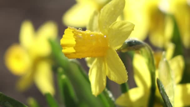 晴れた夏や春の日に庭に水滴を持つダフォジルの花 クローズアップ 光の風 フィールドの浅い深さ 低角度 — ストック動画