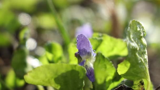 Azul Florescendo Violeta Madeira Com Gotas Água Fundo Floresta Primavera — Vídeo de Stock