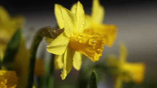 Fleurs Jonquille Avec Gouttes Eau Dans Jardin Jour Ensoleillé Été — Video