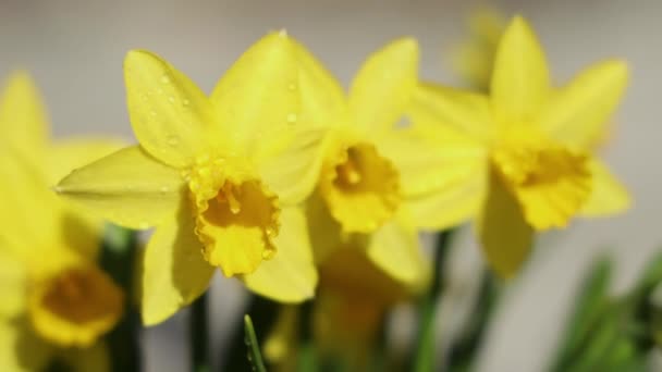 Flores Daffodil Com Gotas Água Jardim Verão Ensolarado Dia Primavera — Vídeo de Stock