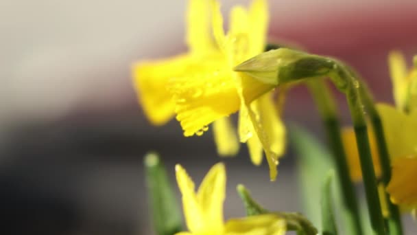 Flores Narciso Con Gotas Agua Jardín Verano Soleado Día Primavera — Vídeos de Stock