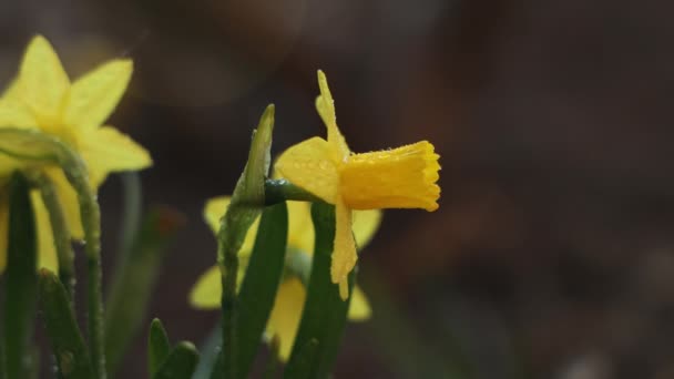 Flores Narciso Con Gotas Agua Jardín Verano Soleado Día Primavera — Vídeos de Stock