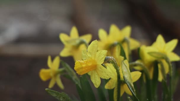 Flores Narciso Con Gotas Agua Jardín Verano Soleado Día Primavera — Vídeos de Stock