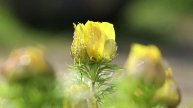Güneşli bahar gününde su damlayan güzel sarı bahar çiçekleri, yakın çekim, hafif esinti, tarlanın sığ derinliği. Adonis vernalis (sülün gözü, bahar sülünü gözü, sarı sülün gözü, sahte hellebore)