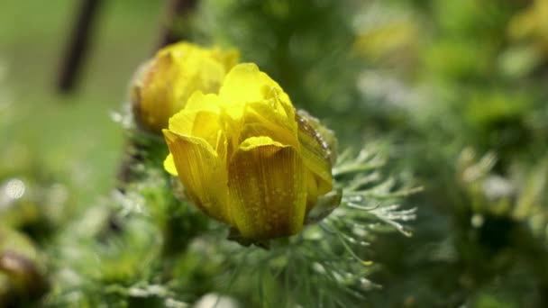 Lindas Flores Amarelas Primavera Com Gotas Água Dia Ensolarado Primavera — Vídeo de Stock