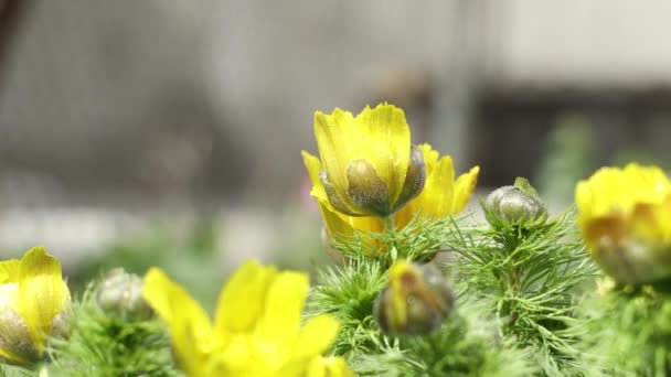 Красиві Жовті Весняні Квіти Краплями Води Сонячний Весняний День Крупним — стокове відео