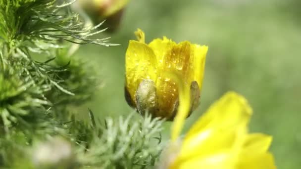 Hermosas Flores Amarillas Primavera Con Gotas Agua Soleado Día Primavera — Vídeos de Stock