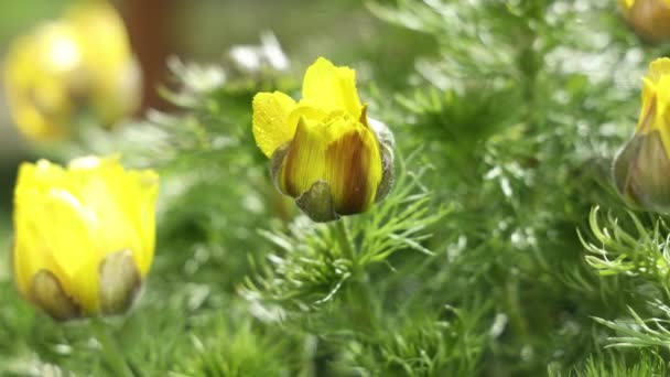 Gyönyörű Sárga Tavaszi Virágok Vízcseppekkel Napsütéses Tavaszi Napon Közelről Könnyű — Stock videók