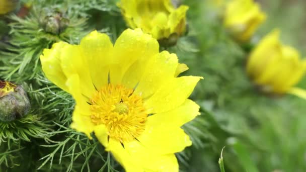 Hermosas Flores Amarillas Primavera Con Gotas Agua Soleado Día Primavera — Vídeo de stock